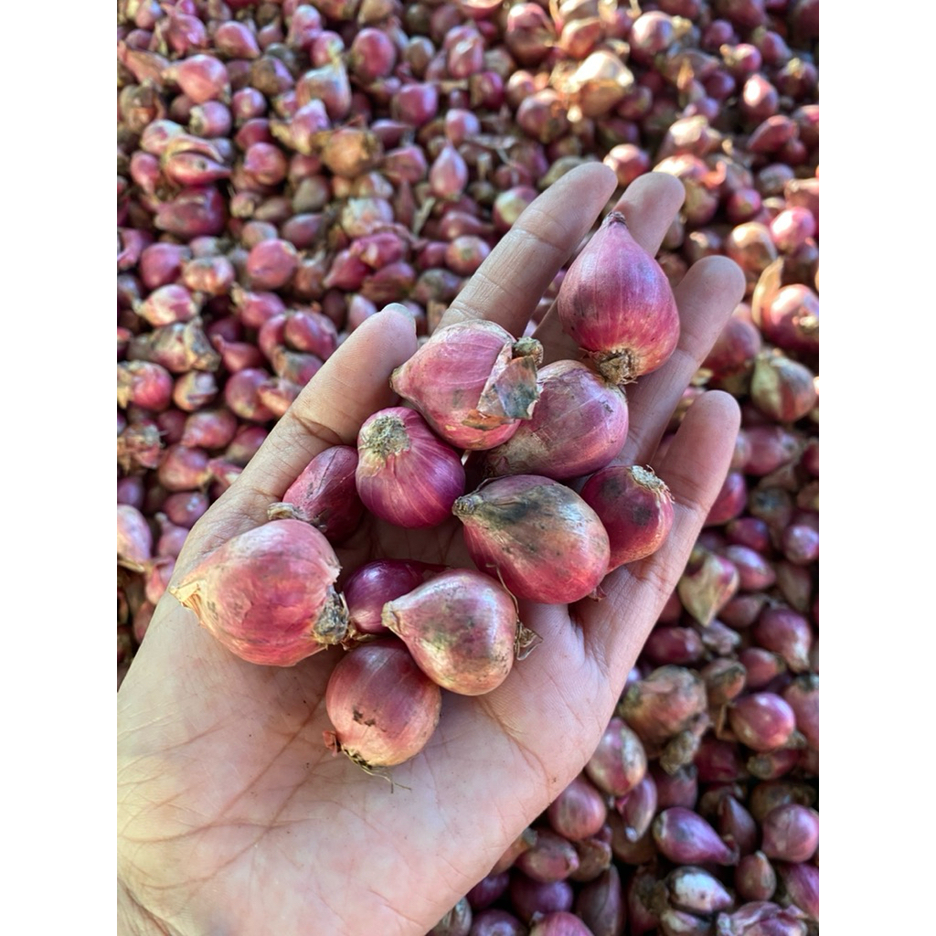 

bawang merah tanggung