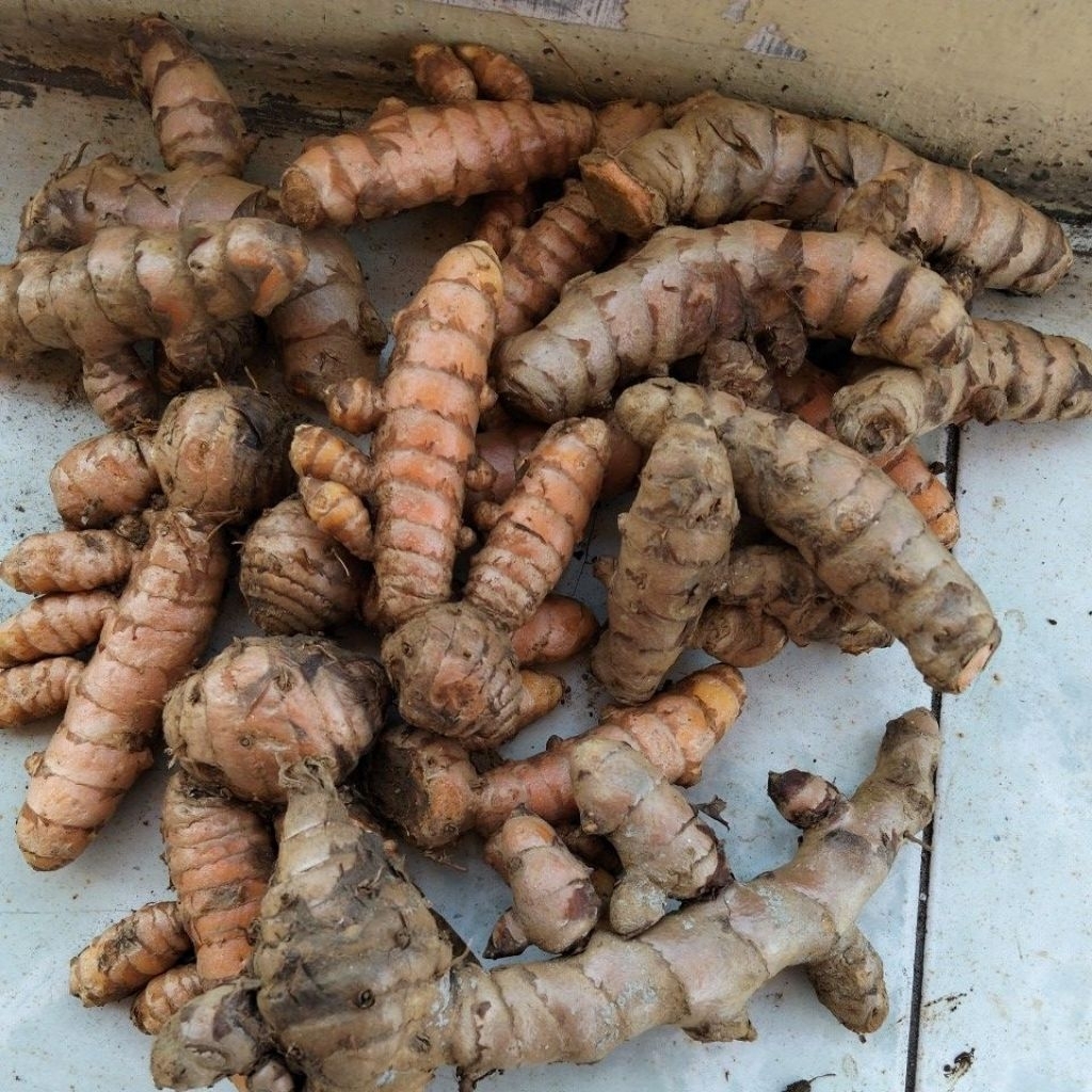 

kunyit herbal rempah rempah500 gr