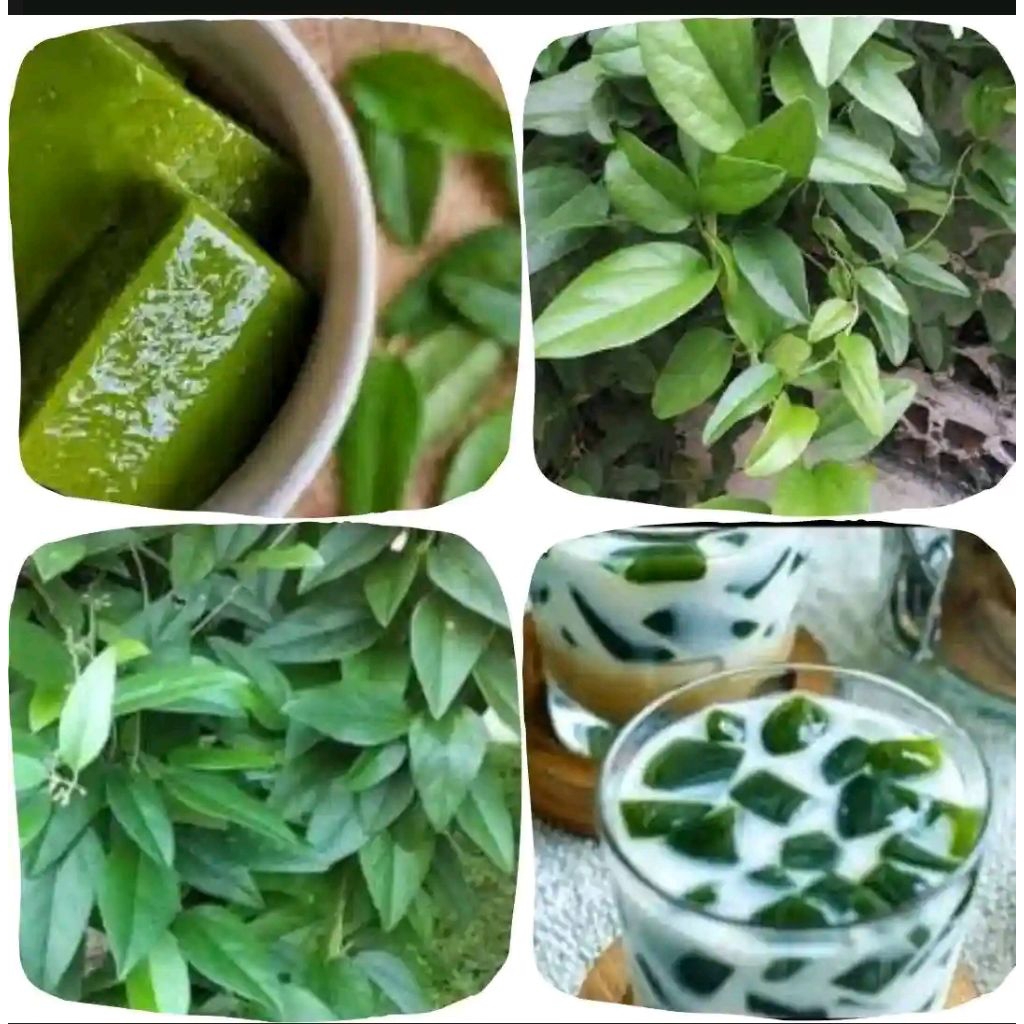 

250 LEMBAR DAUN CINCAU PERDU Jelly ASLI BOGOR FRESH