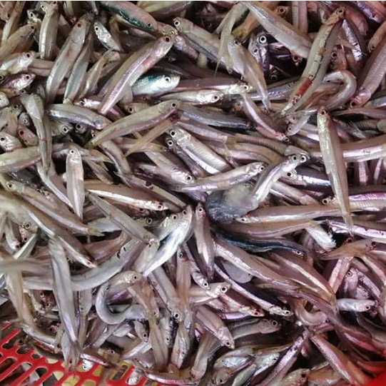 

Ikan Teri Basah Ikan Teri Segar Ikan Teri Jengki 1Kg