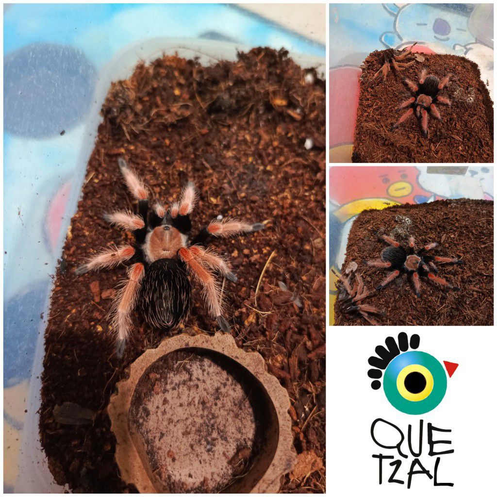 Brachypelma Boehmei Sling 3Cm