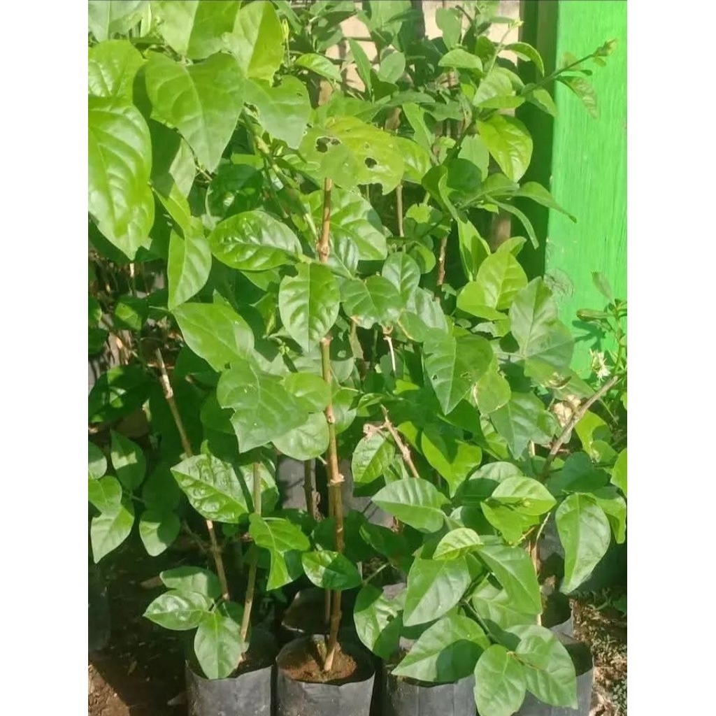 Bibit Bunga Melati
