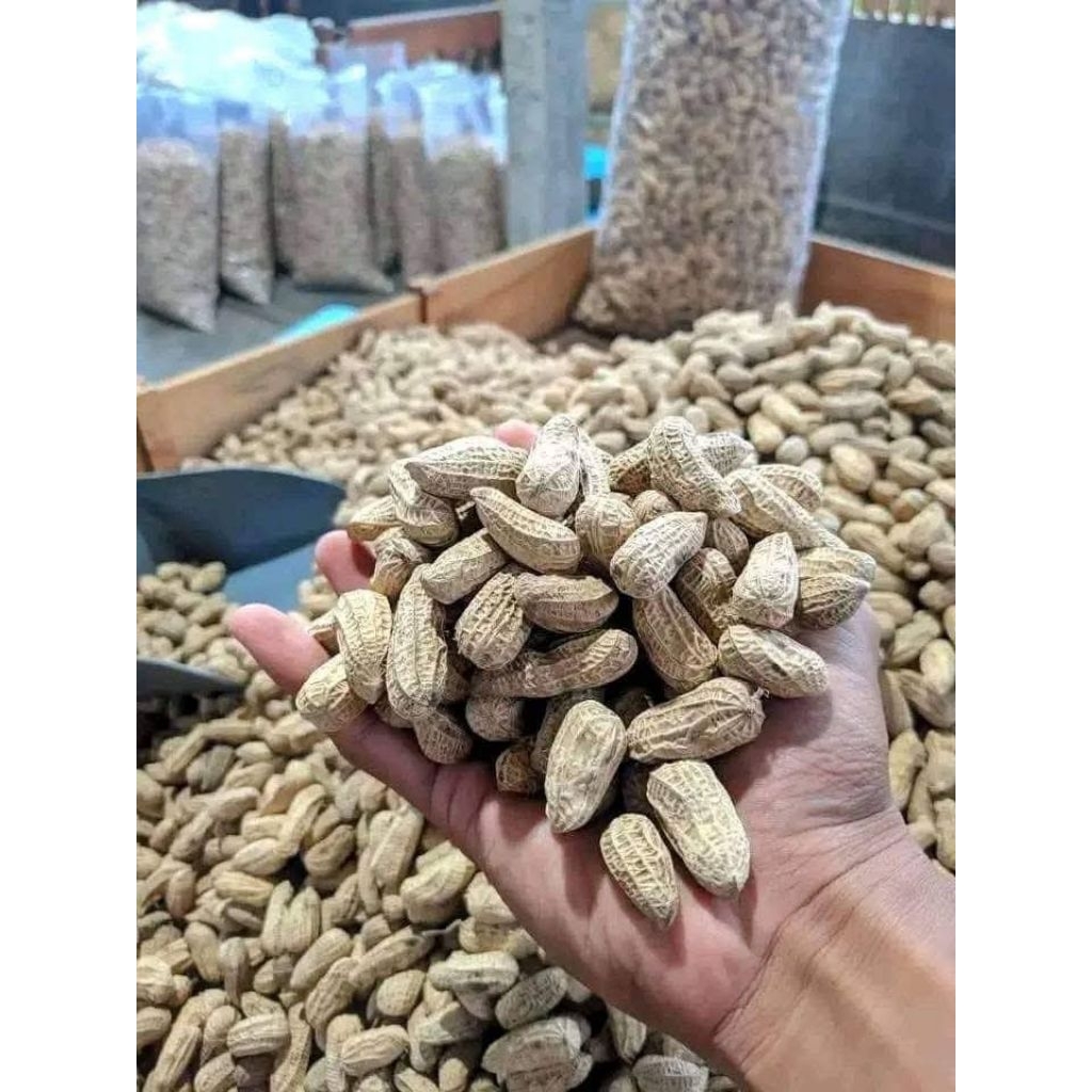 

kacang kulit sangrai