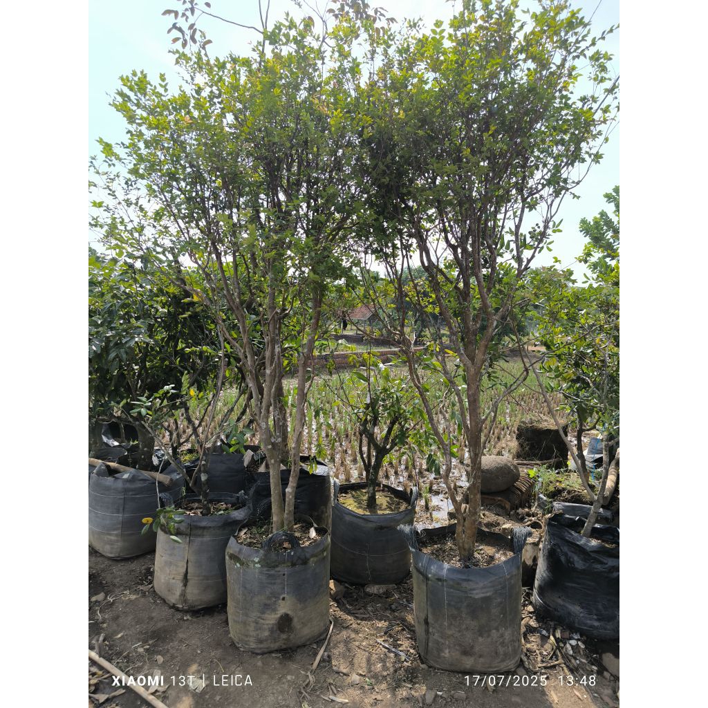 bibit anggur Brazil ukuran besar (sudah pernah berbuah)