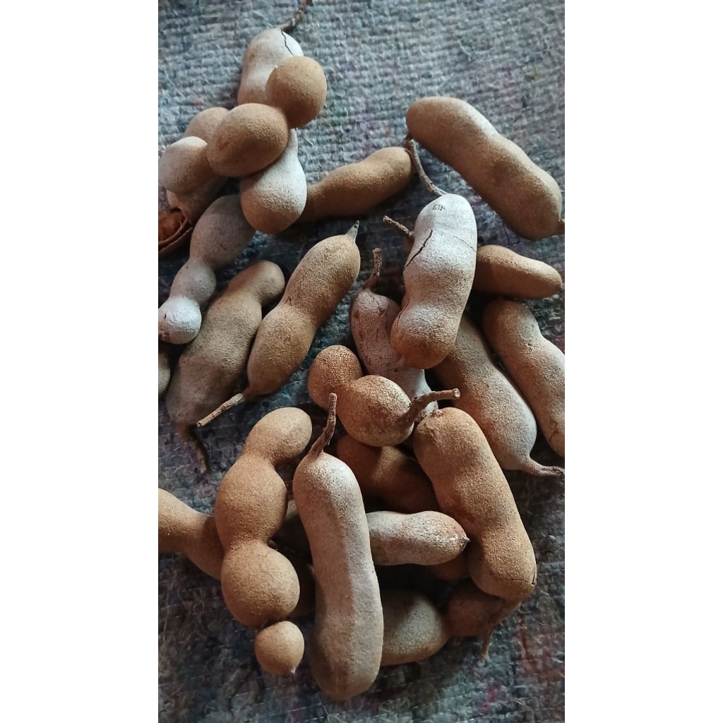 

asam jawa kulit / asem jawa matang asli dari pohon tanpa pengawet 500gr