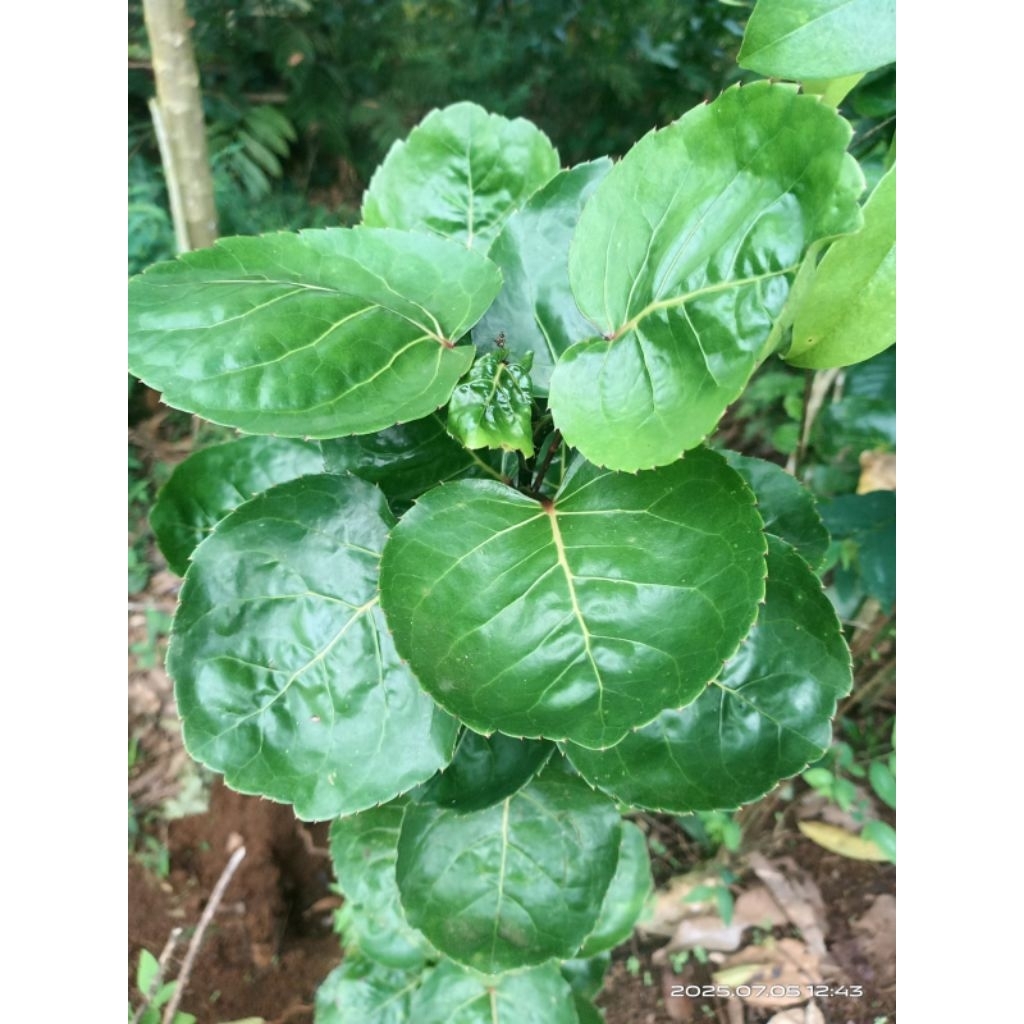 

daun mangkokan segar 250 gram