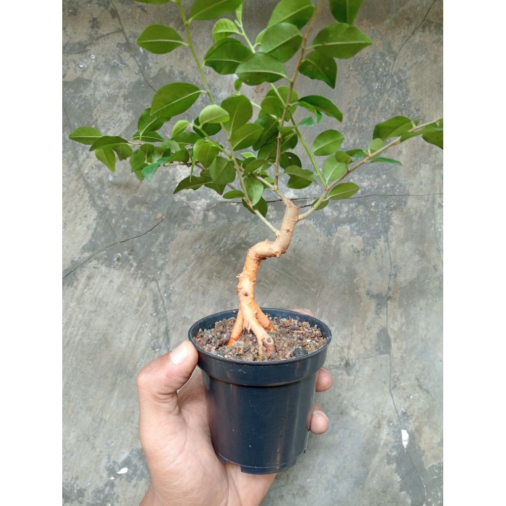 bahan bonsai mini sisir/kaliage berkarakter realpict