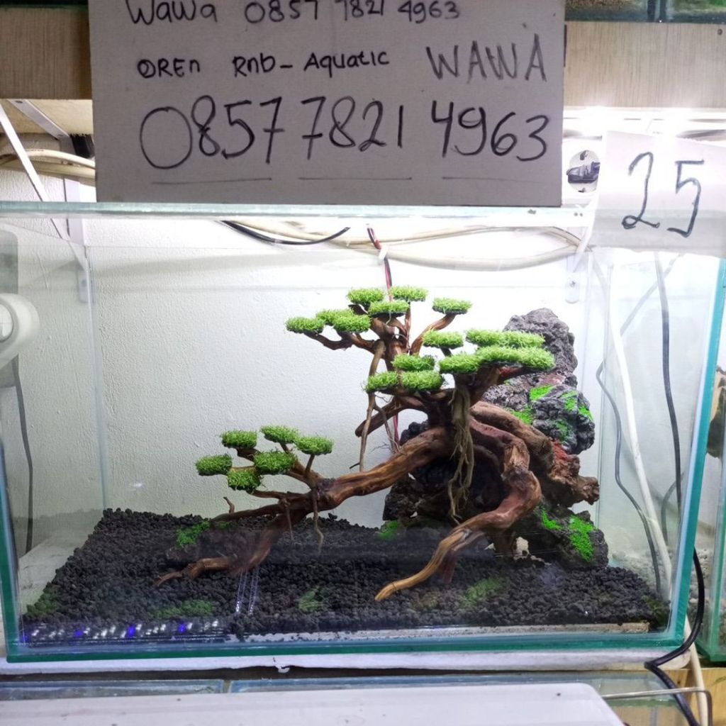 Aquascape bonsai fullset size 50x25x30 cm, tinggl isi air aja siap pandang.