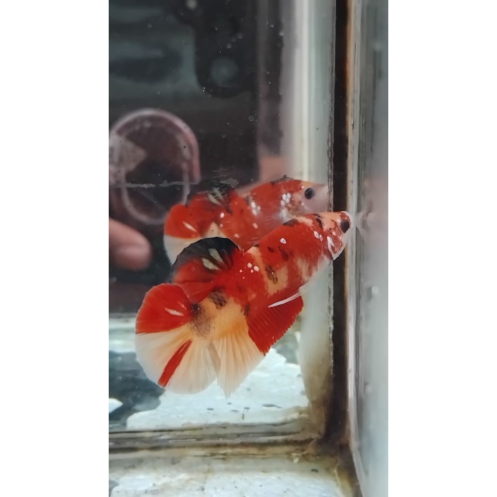 ikan cupang nemo galaxy