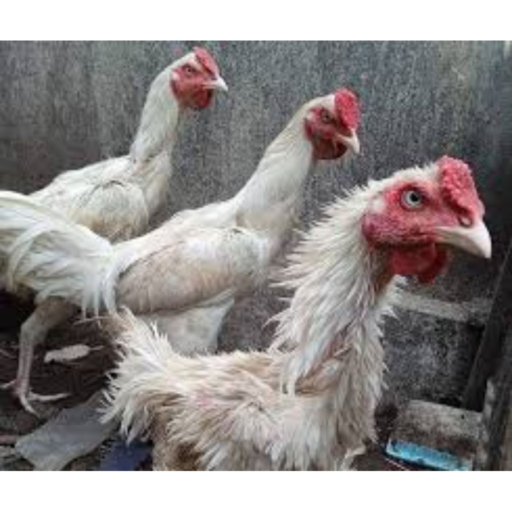 

paket hemat 5 Telur Ayam Walik putih mulus Fertil siap untuk ditetaskan