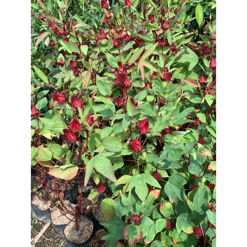 ROSELLA-Tanaman Herbal Bunga Rosella Kondisi Berbunga/Berbuah - PRATAMAGARDEN