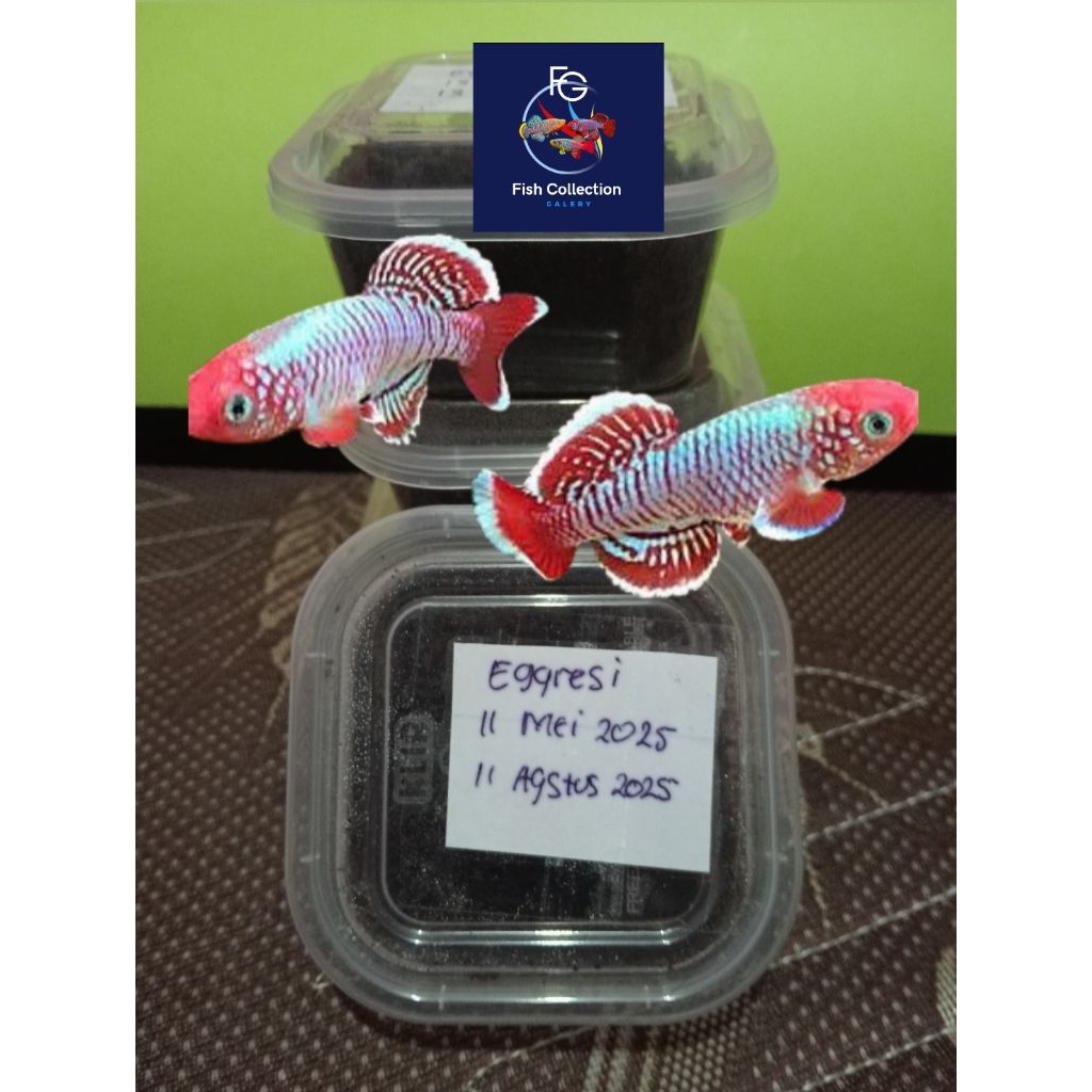 

TELUR EGGRESI SIAP DI TETESKAN isi 70 btr (killifish)
