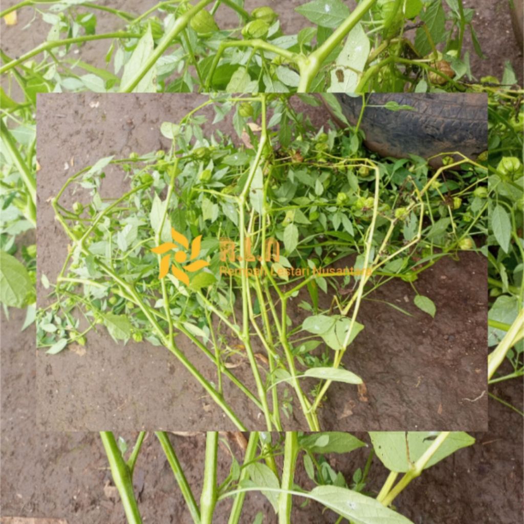 

tanaman pohon ciplukan | cecendet | tanaman ciplukan segar 500 gram