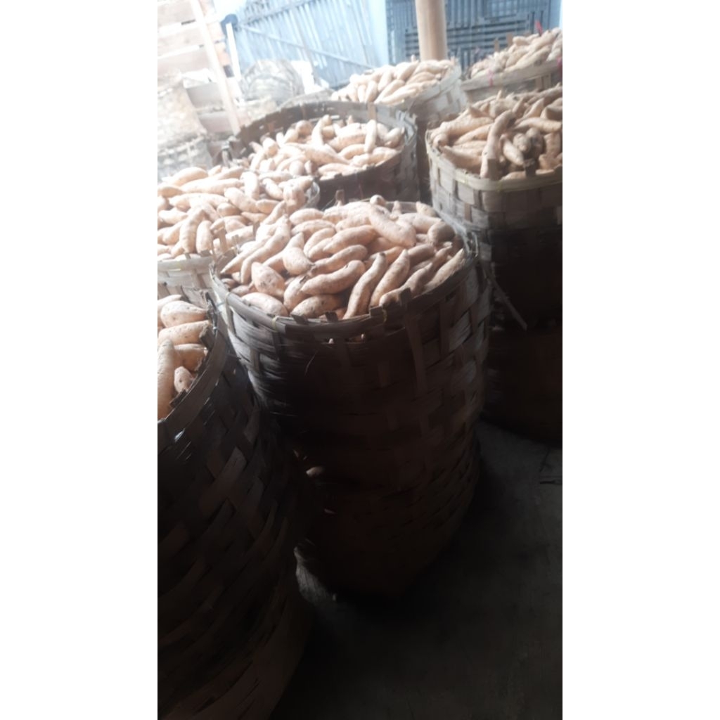 

ubi cilembu madu asli garut ubi cilembu lokal..areus dan dongdot