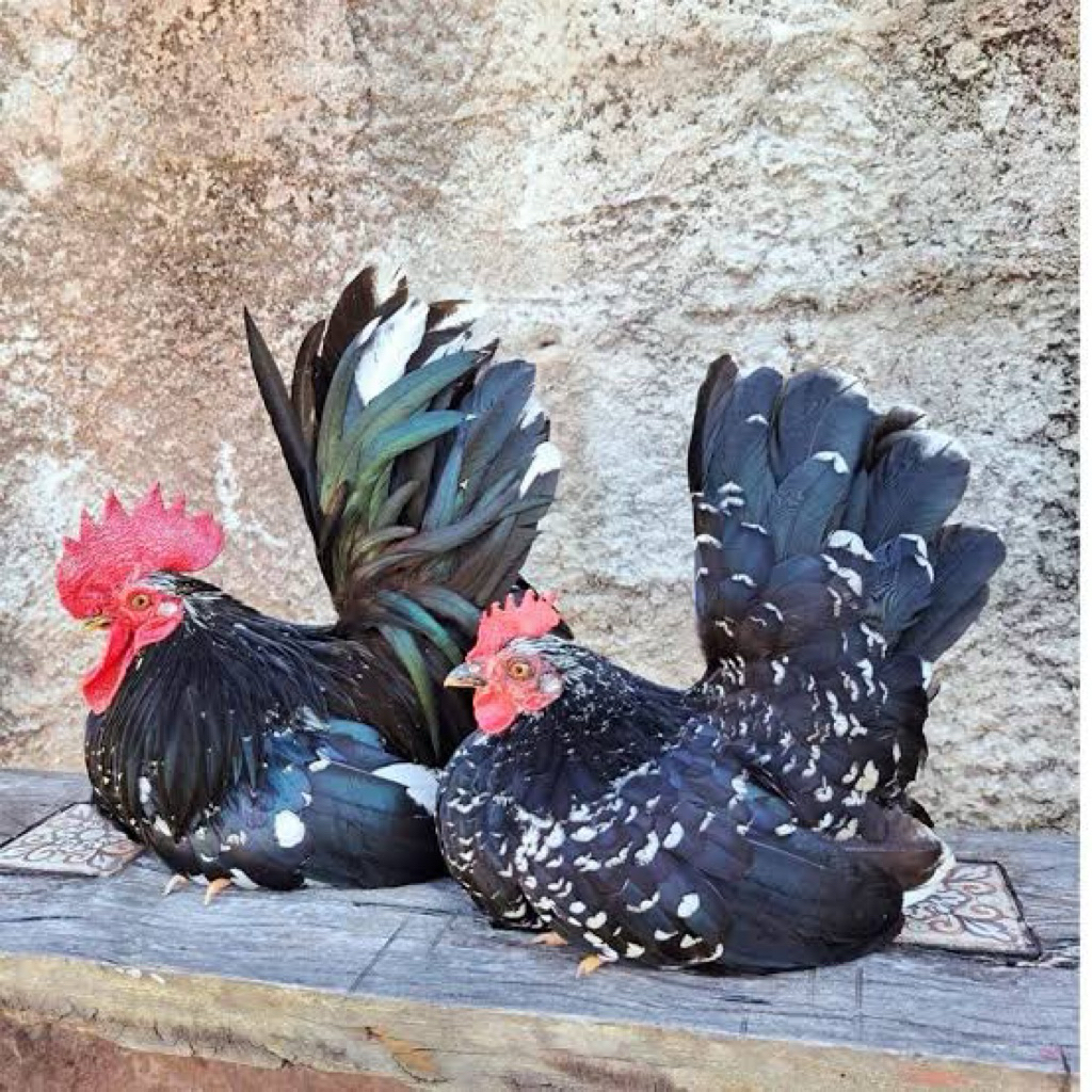 

TELUR FERTIL AYAM KATE BLACK MOTLED UNTUK DITETASKAN