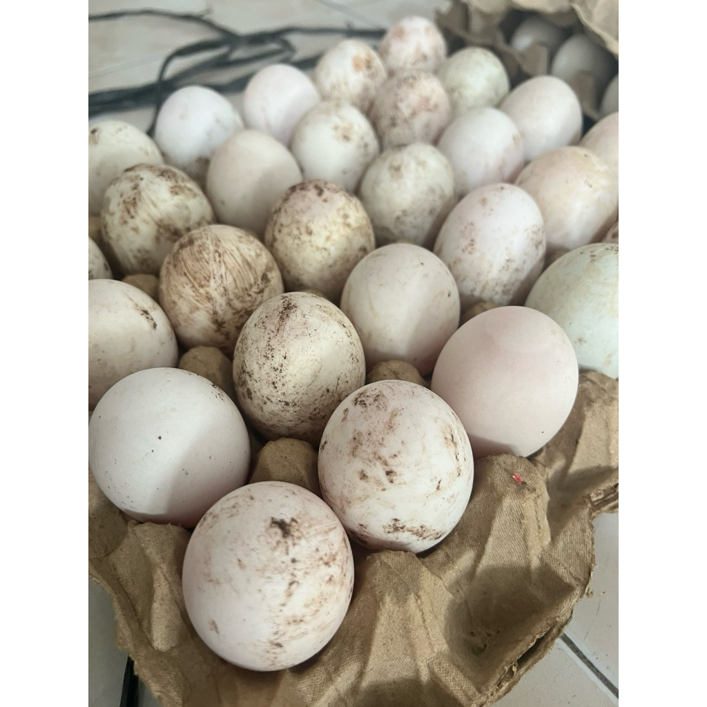 

Telur Bebek Besar per papan