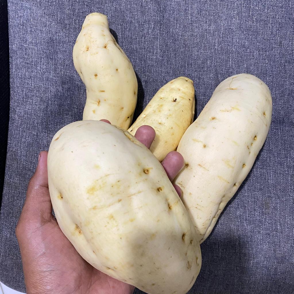 

Ubi Madu Cilembu Gred A super murah 1kg