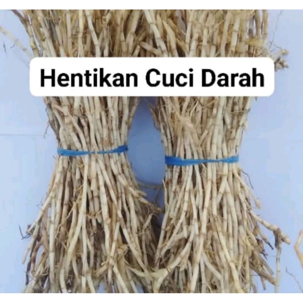 

AKAR ALANG-ALANG SEGAR KEMASAN 1KG