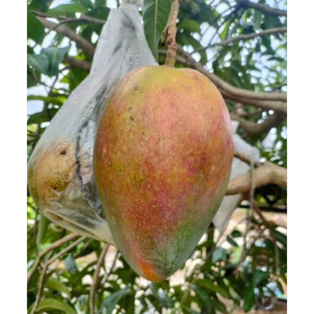 Entres mangga Coconut Pakistan Valid, 25-30cm. untuk okulasi dan grafting