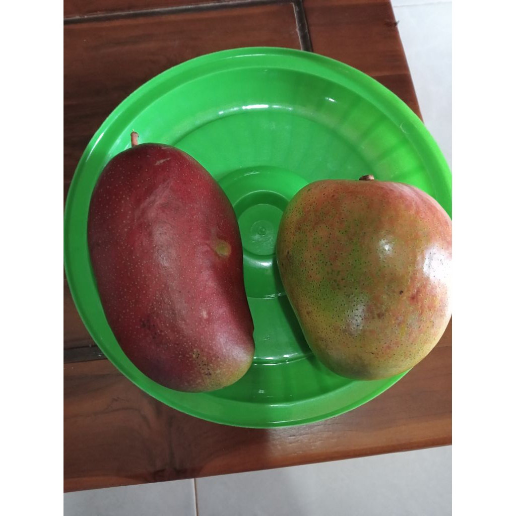 Entres Mangga Yuwen 6. untuk okulasi dan sambung pucuk, 25-30cm. harga per batang.
