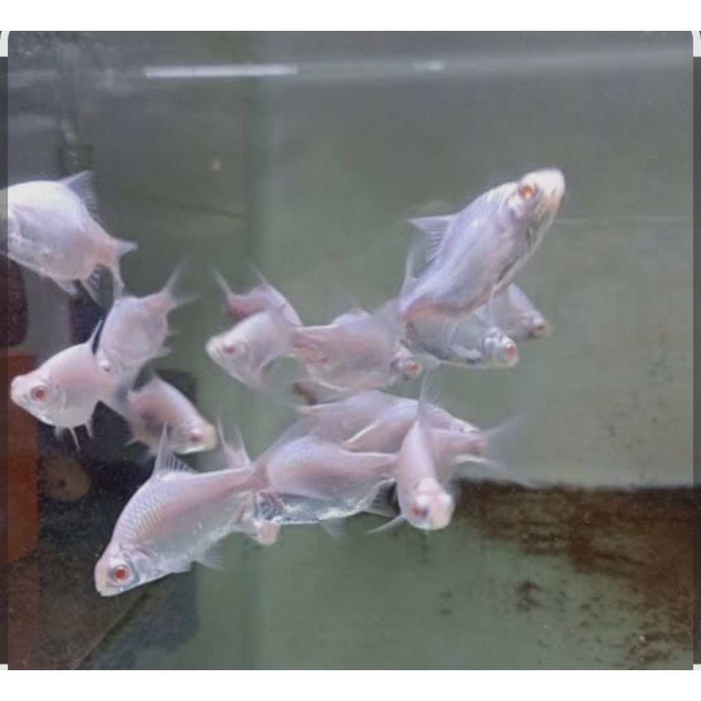 KAVIAT PLATINUM 5-6CM