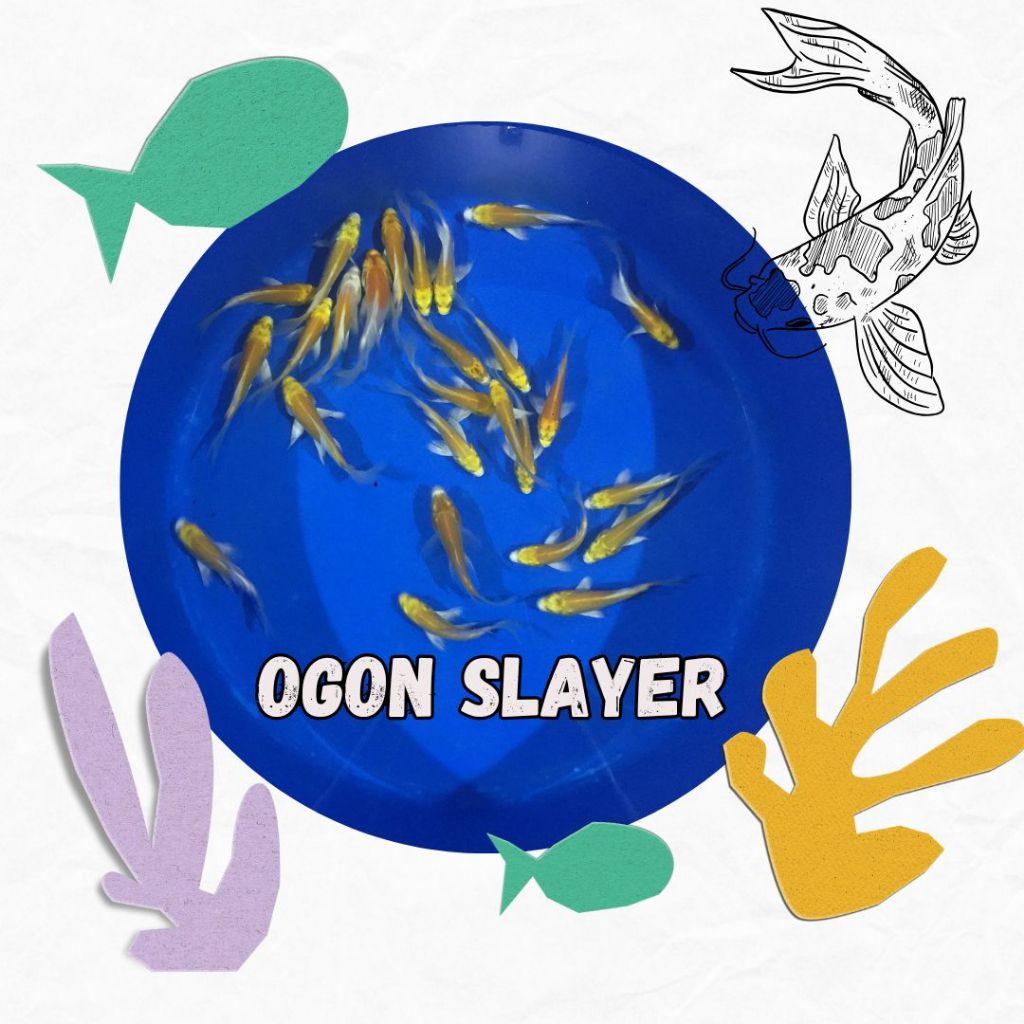 koi ogon slayer 10-14cm
