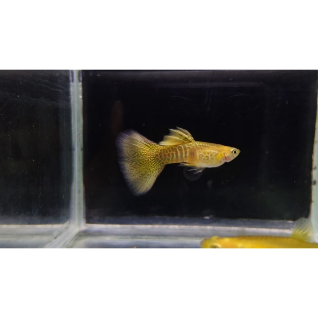 ikan hias guppy blonde yellow cobra sepasang