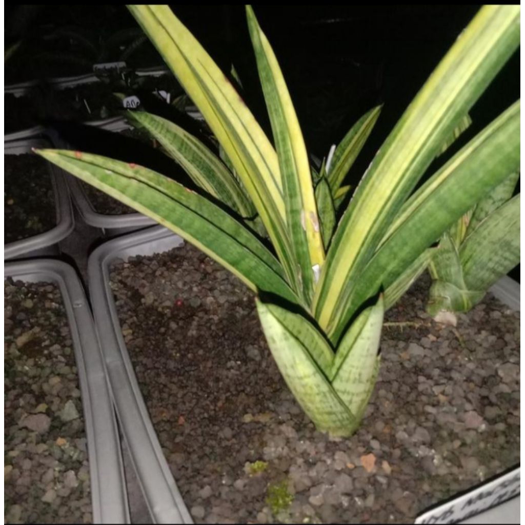 sansevieria hyb marsha anjani variegata lidah mertua hyb marsha anjani var
