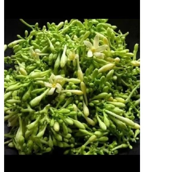 

kembang paya 100 gr