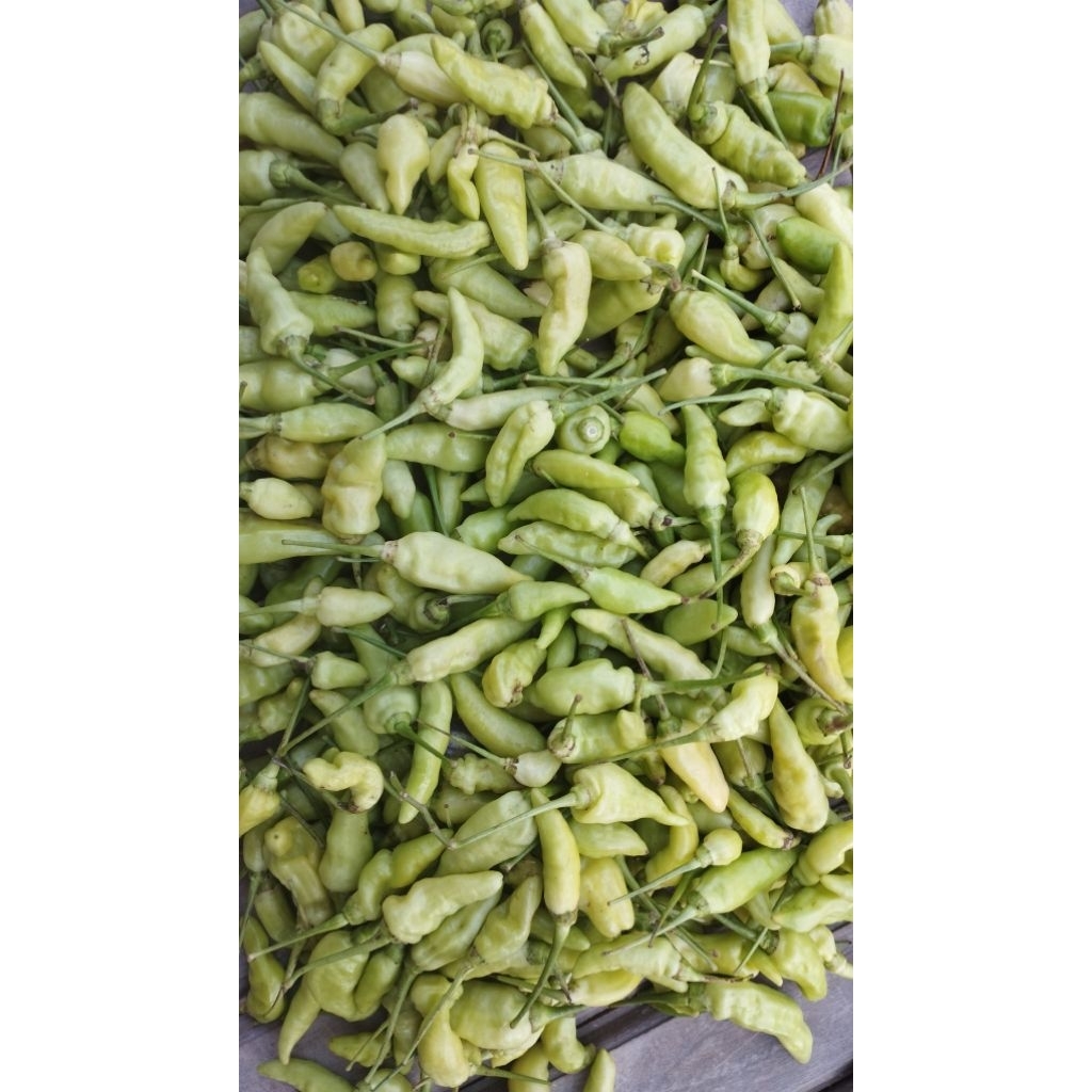 

Cabe hijau murah lombok rawit fresh ready