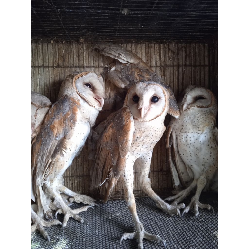BURUNG HANTU TYTO ALBA/BARN OWL