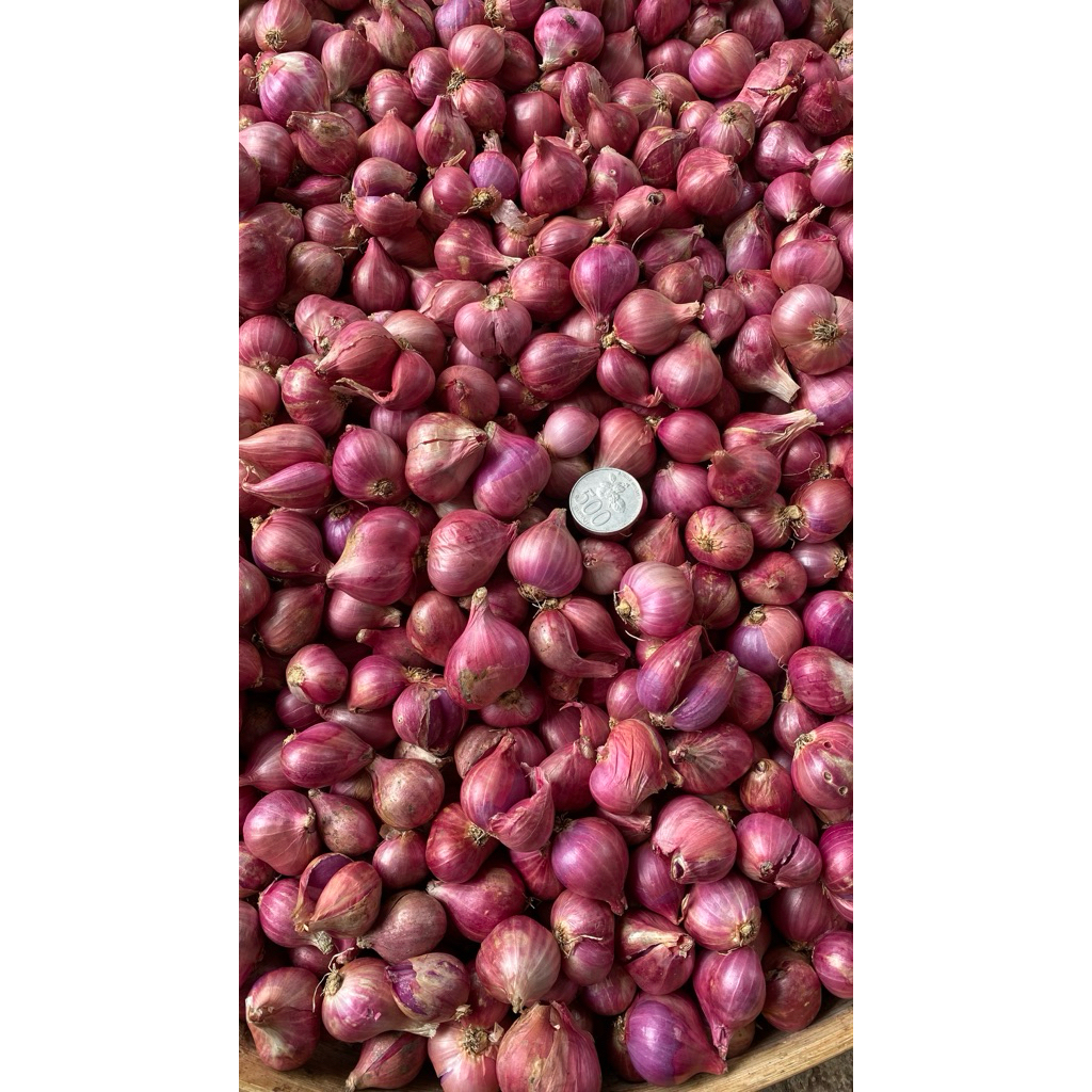 

Bawang Merah Lokal Jawa Super Fresh Kualitas Terbaik