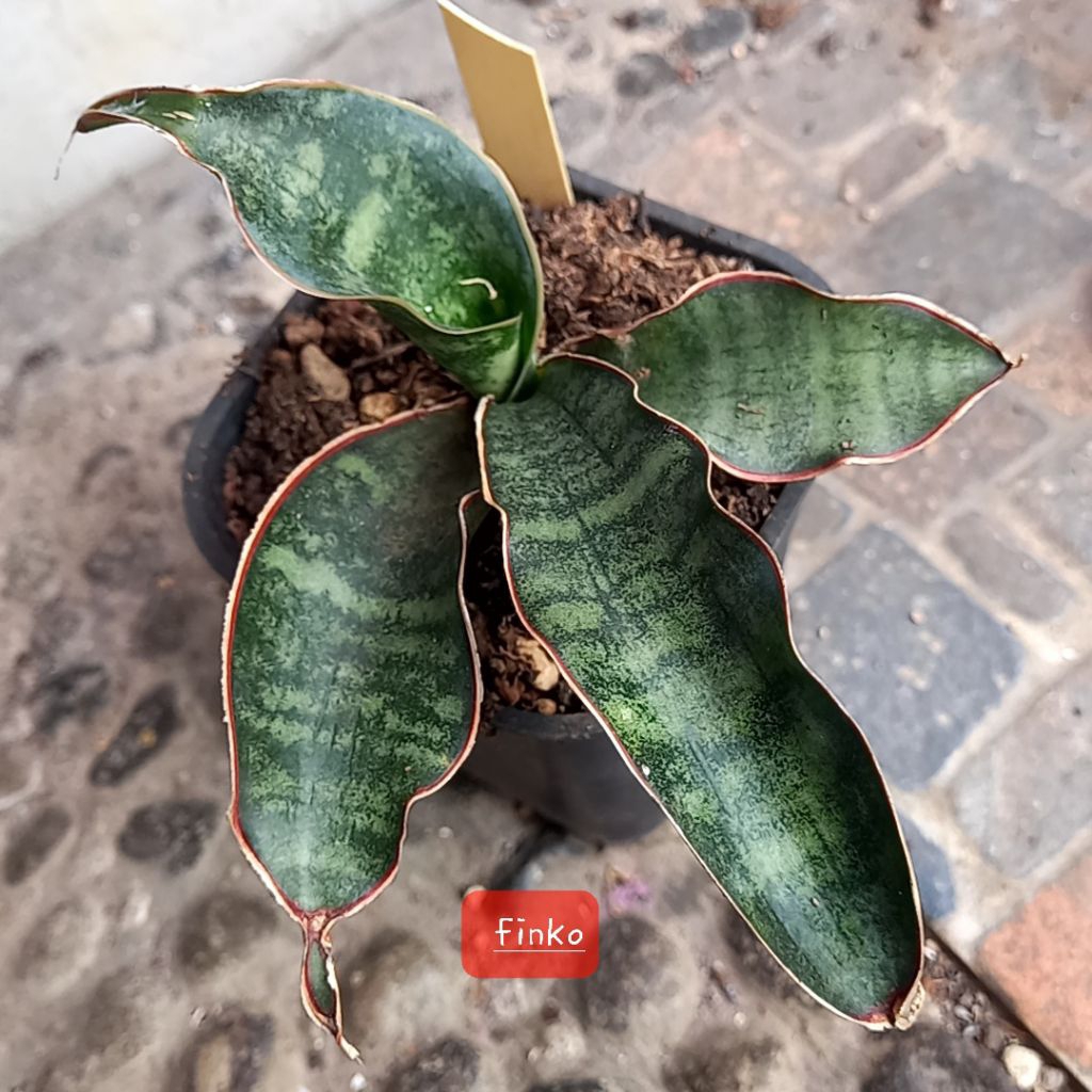 rare sans ES. 22620. sansevieria sp. chitipa, Malawi.