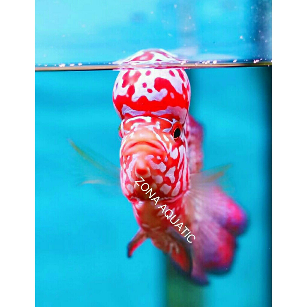 Zona aquatic kamfa f2 GB Mongkol thailand