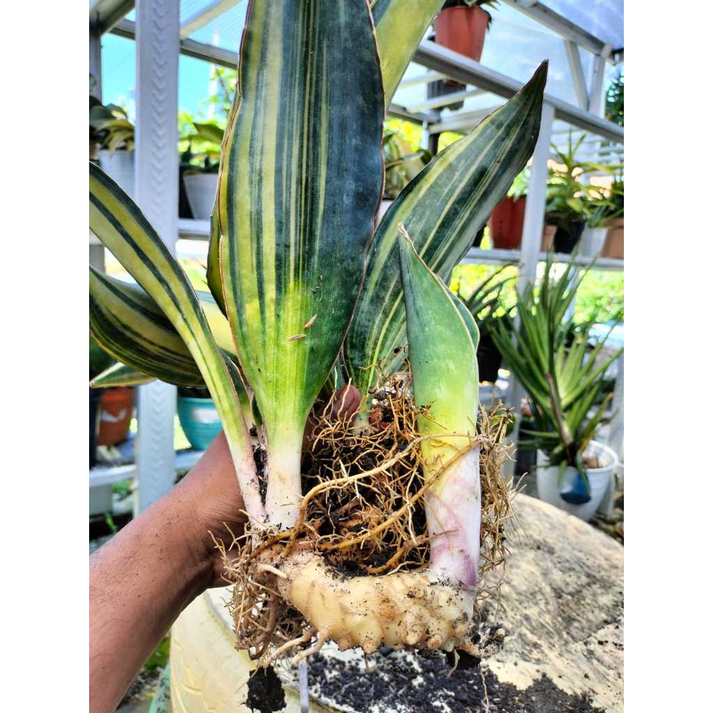 Tanaman Hias Sansevieria jenis Macrophilla varigata Cocok untuk Mempercantik Rumah