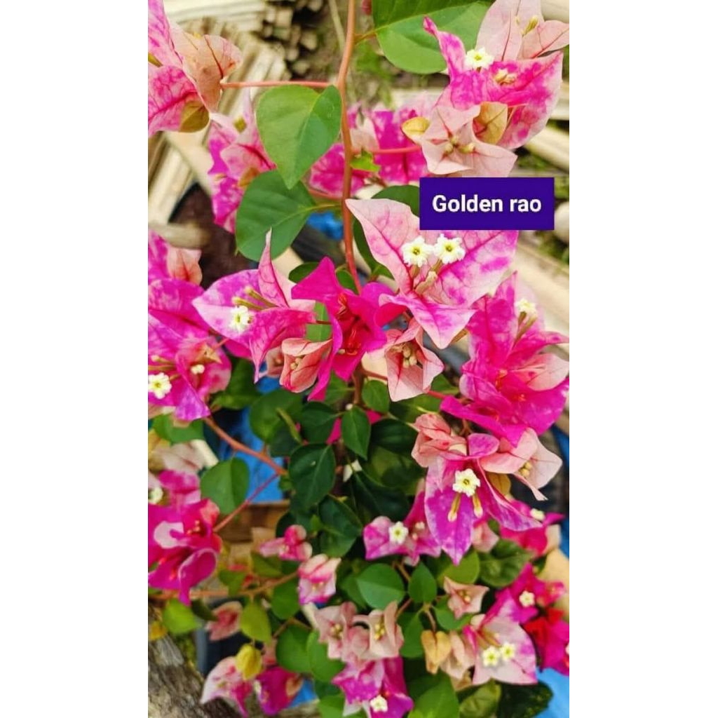 Bougenvillea id golden rao ori