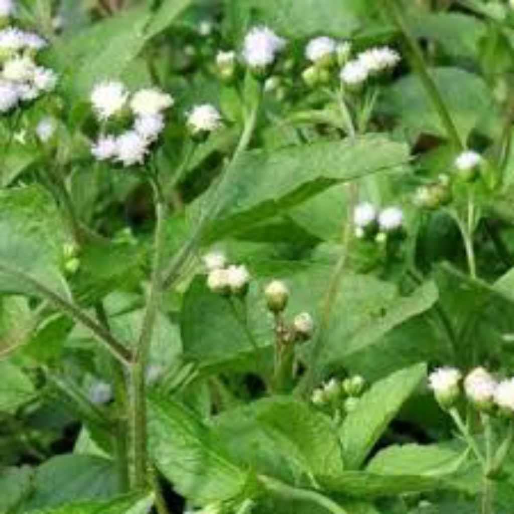 

daun bandotan segar herbal per 250 gr