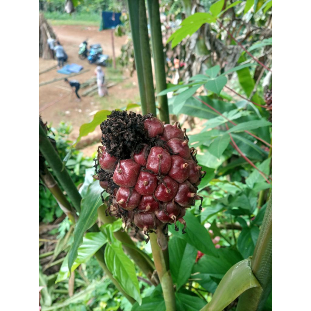 

Buah Honje Merah