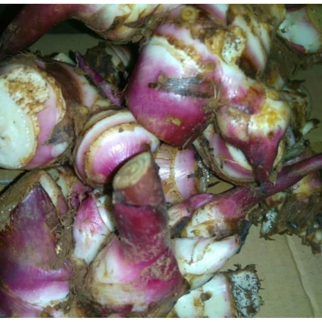 

umbi ganyong segar ganyong asli organik 1 kg