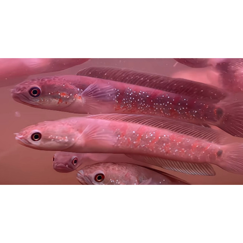 KUALITAS TERBAIK ASIATICA  RED STRIPE LV TT