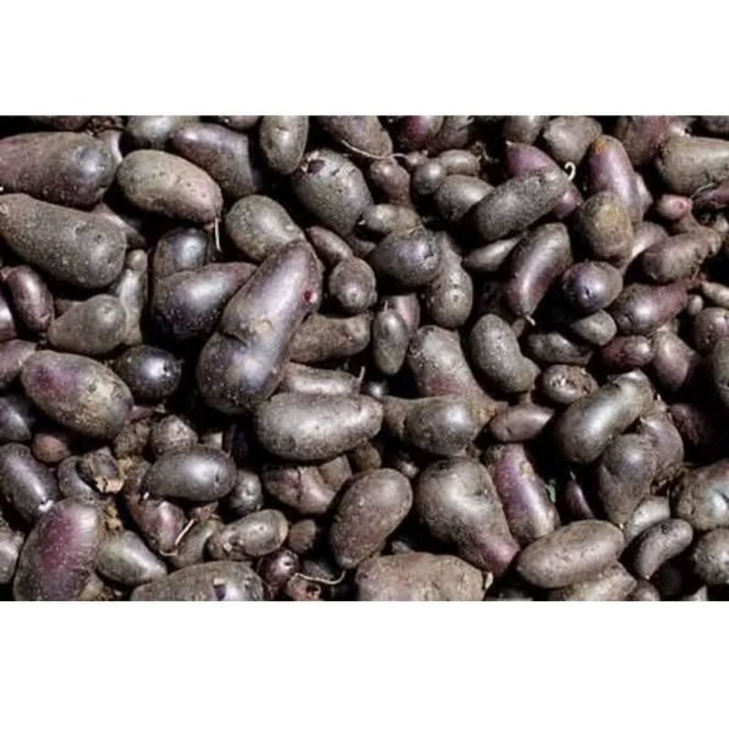 

KENTANG HITAM IRENG BULU ORGANIK