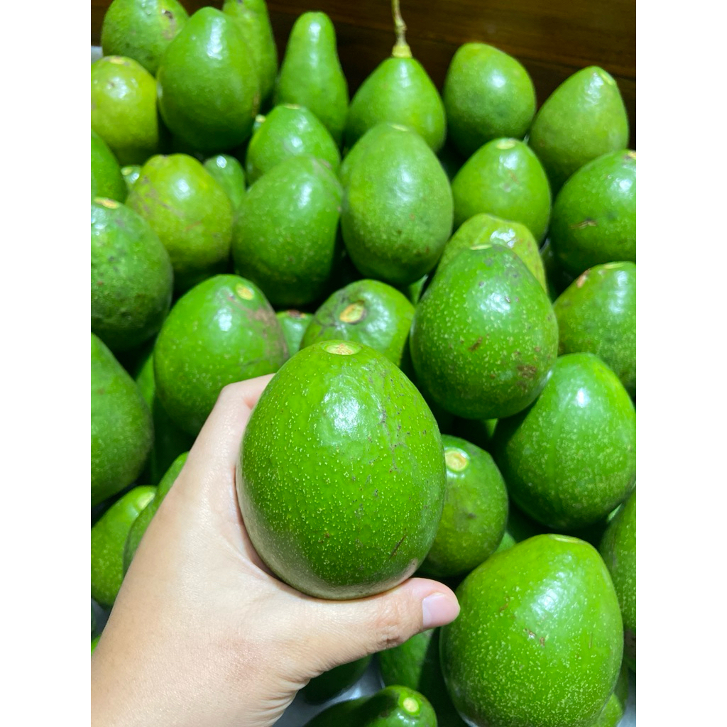 

ALPUKAT MENTEGA LOKAL ISI 4-5 BUAH