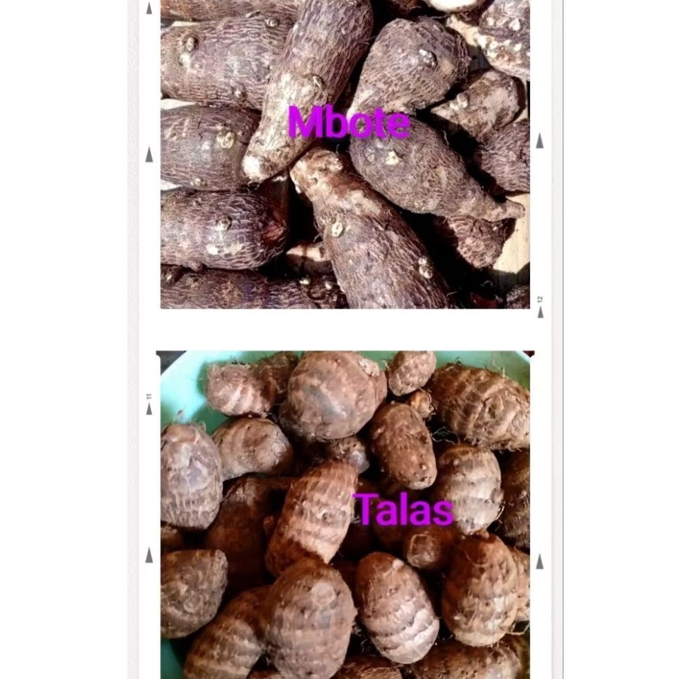 

talas dan mbote 1kg umbi tales