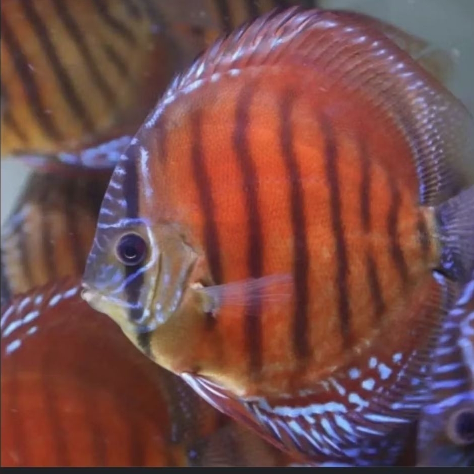Red Alenquer Discus / Ikan Aquarium