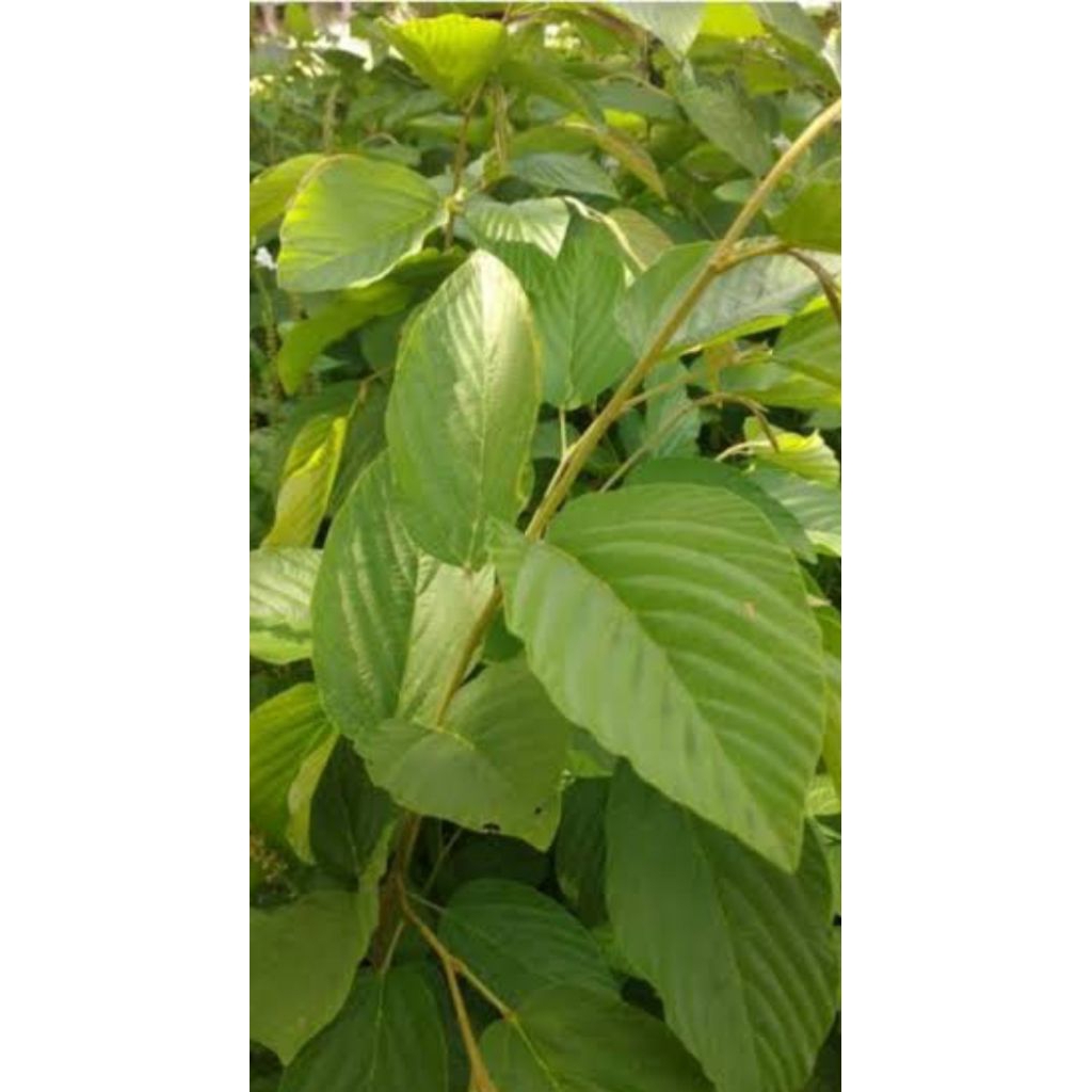 

Daun seringan asli organik berat 100gr rempah asli nusantara