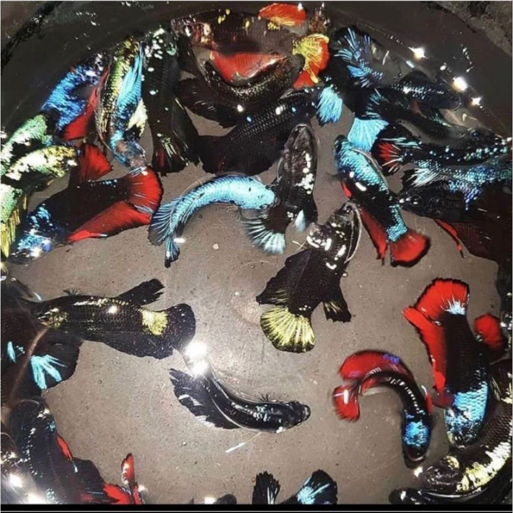 Cupang Avatar Gordon,kalimaya,Vampir