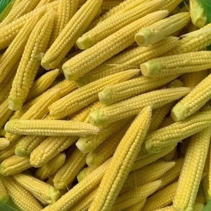 

INSTAN KOTA JAMBI Jagung Kecil per ikat