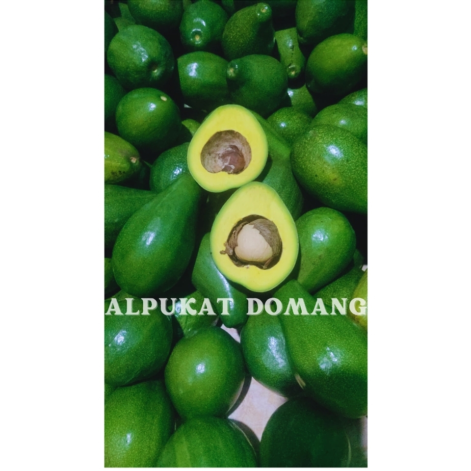 

Alpukat Mentega Bergaransi Mini 1kg- Alpukat Domang Jakarta