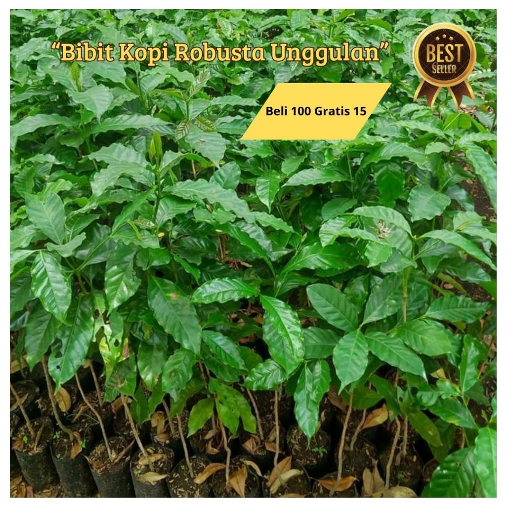 Bibit Kopi Robusta Unggul-Bibit Kopi Robusta Siap Tanam