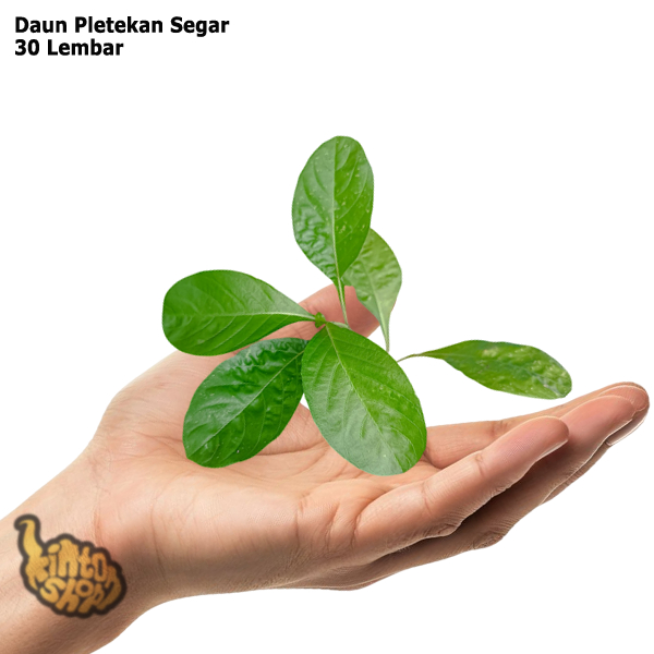 

Daun Pletekan Kencana Ungu Segar 30 Lembar
